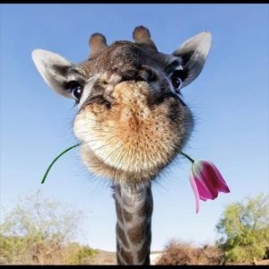 Meet your Posher, Josefina